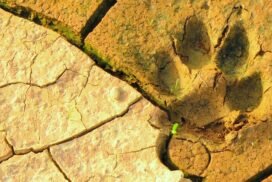 meg-jerrard-mwwSUmcCeB0-unsplash-272x182 Blog